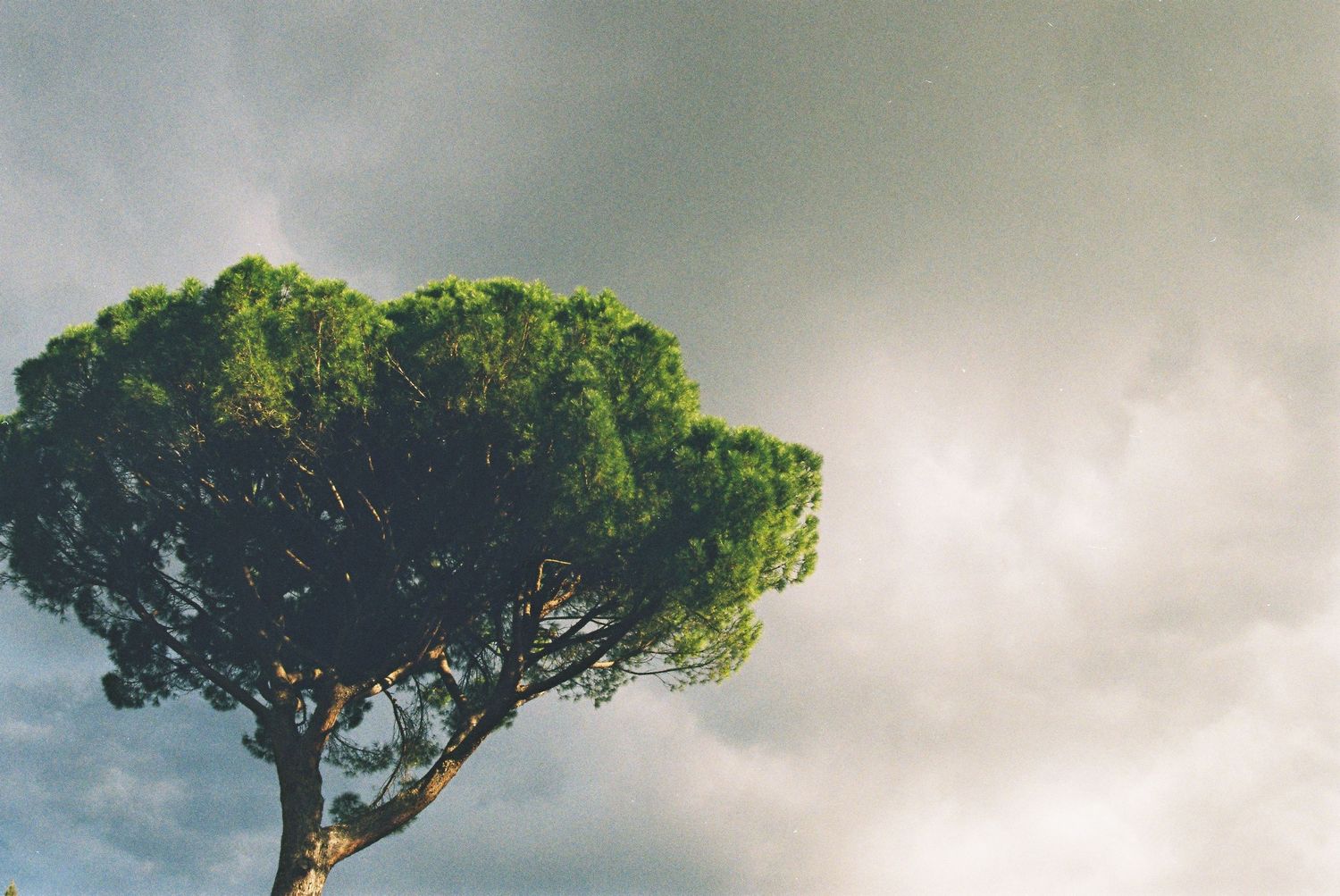 Iconic Italian stone pine tree with umbrella-shaped canopy against dramatic cloudy sky.