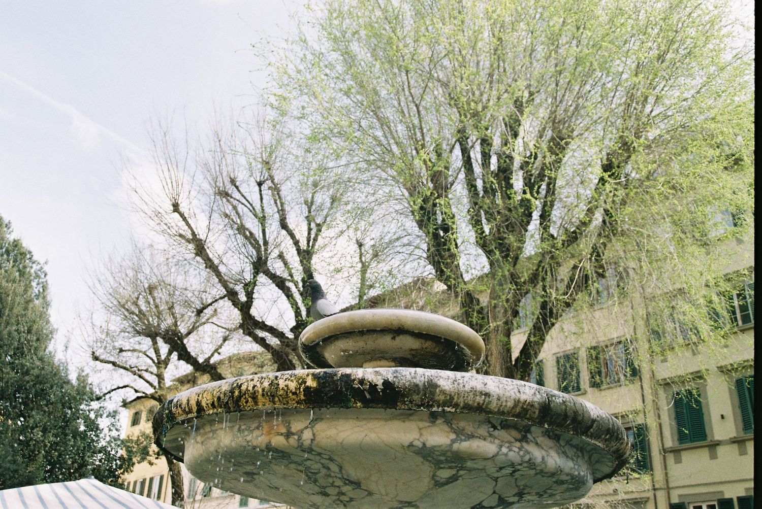 Moss-covered stone fountain with bare and budding trees in an Italian piazza in early spring.