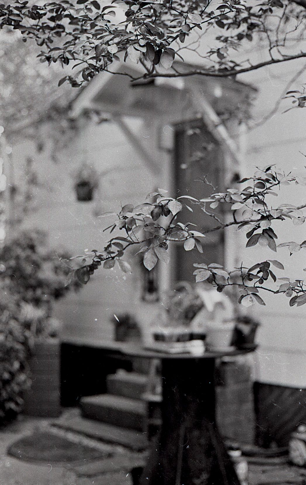 Black and white photo of leafy tree branches framing a house entrance with steps and porch.
