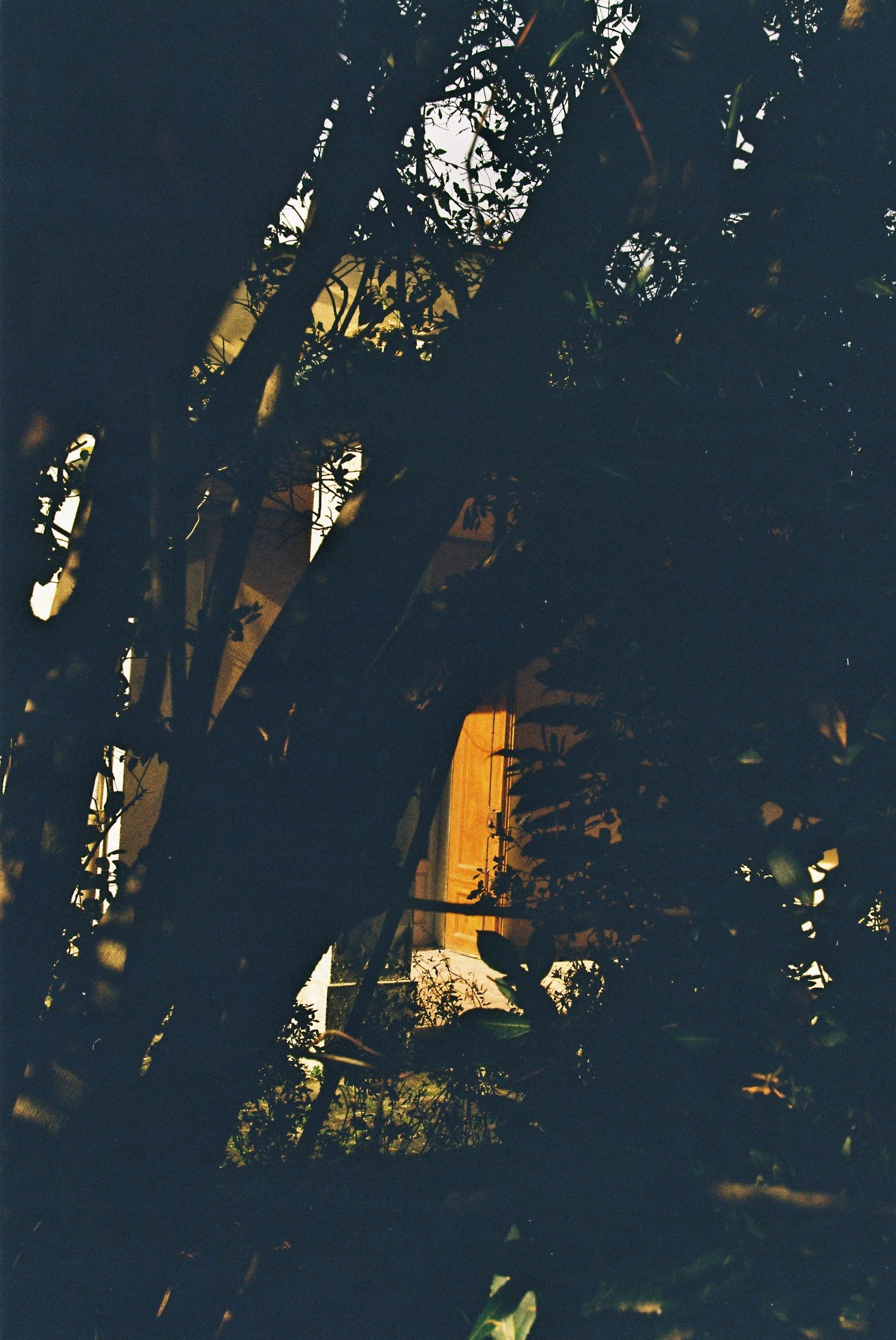 A dimly lit garden scene with dense foliage framing a warmly lit yellow doorway at night.