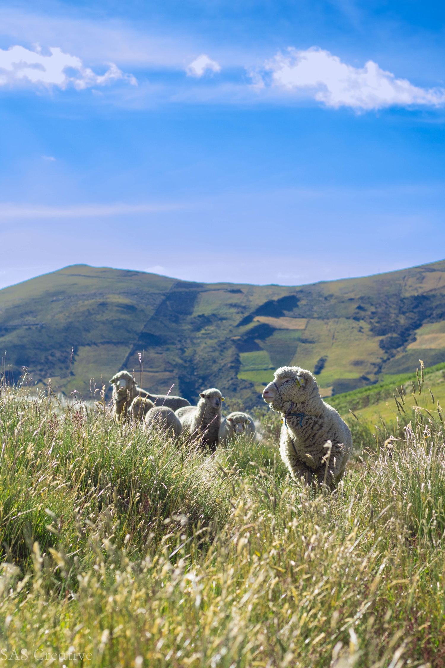 Small flock of sheep grazing on green hillside with blue sky and mountains.