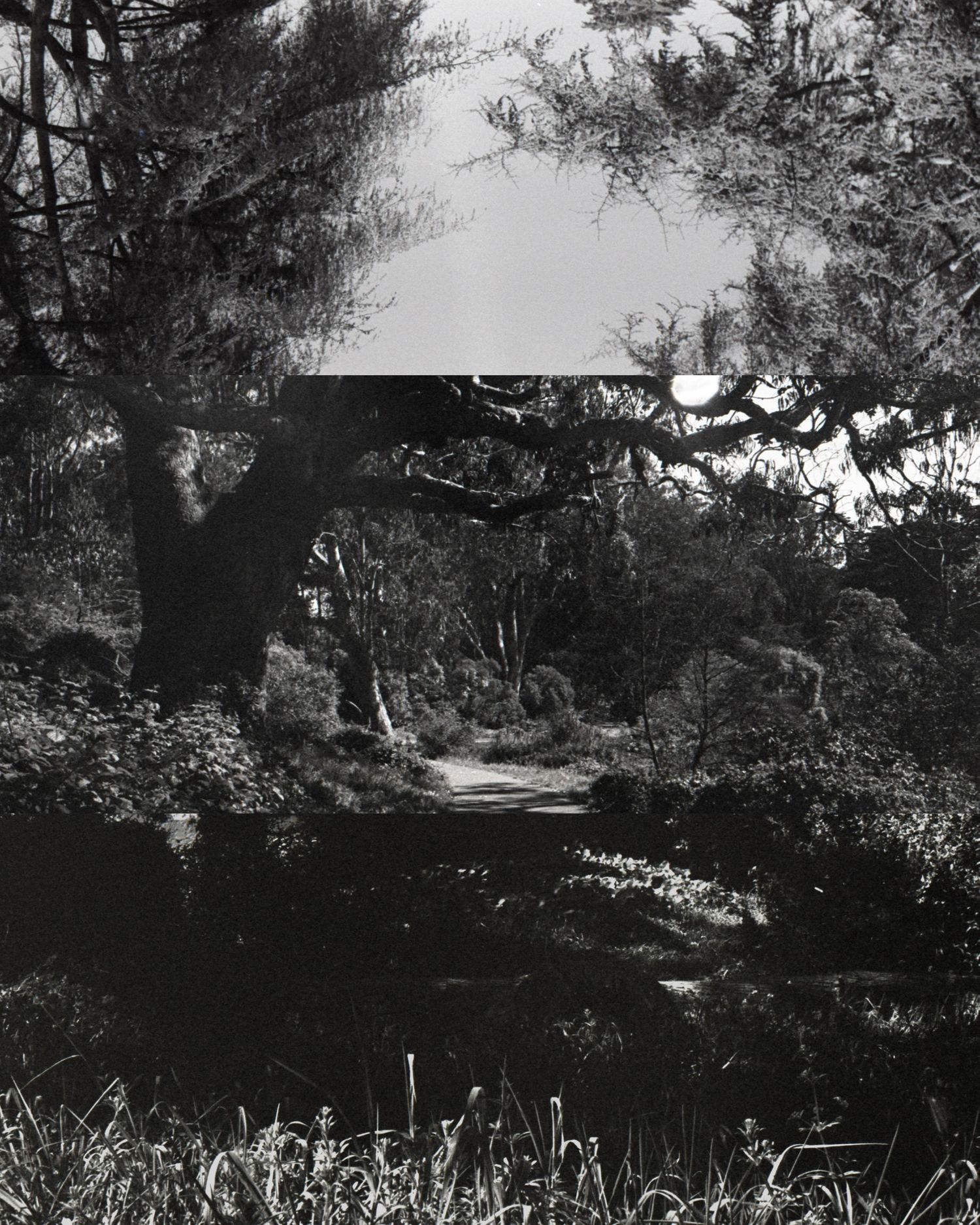 Black and white photo of a winding path through dense trees and lush foliage.