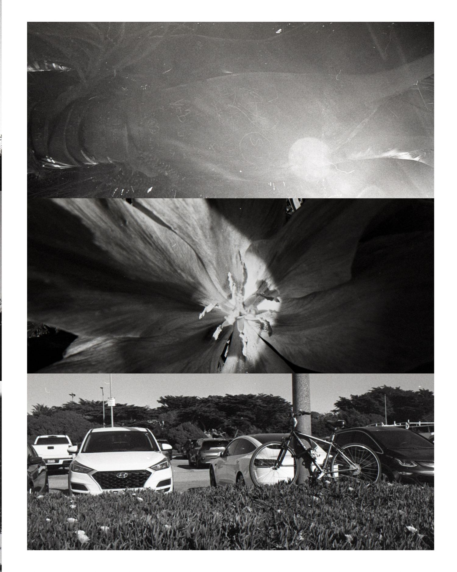 Black and white photo collage of abstract light streaks, close-up flower, and parking lot with bicycle.
