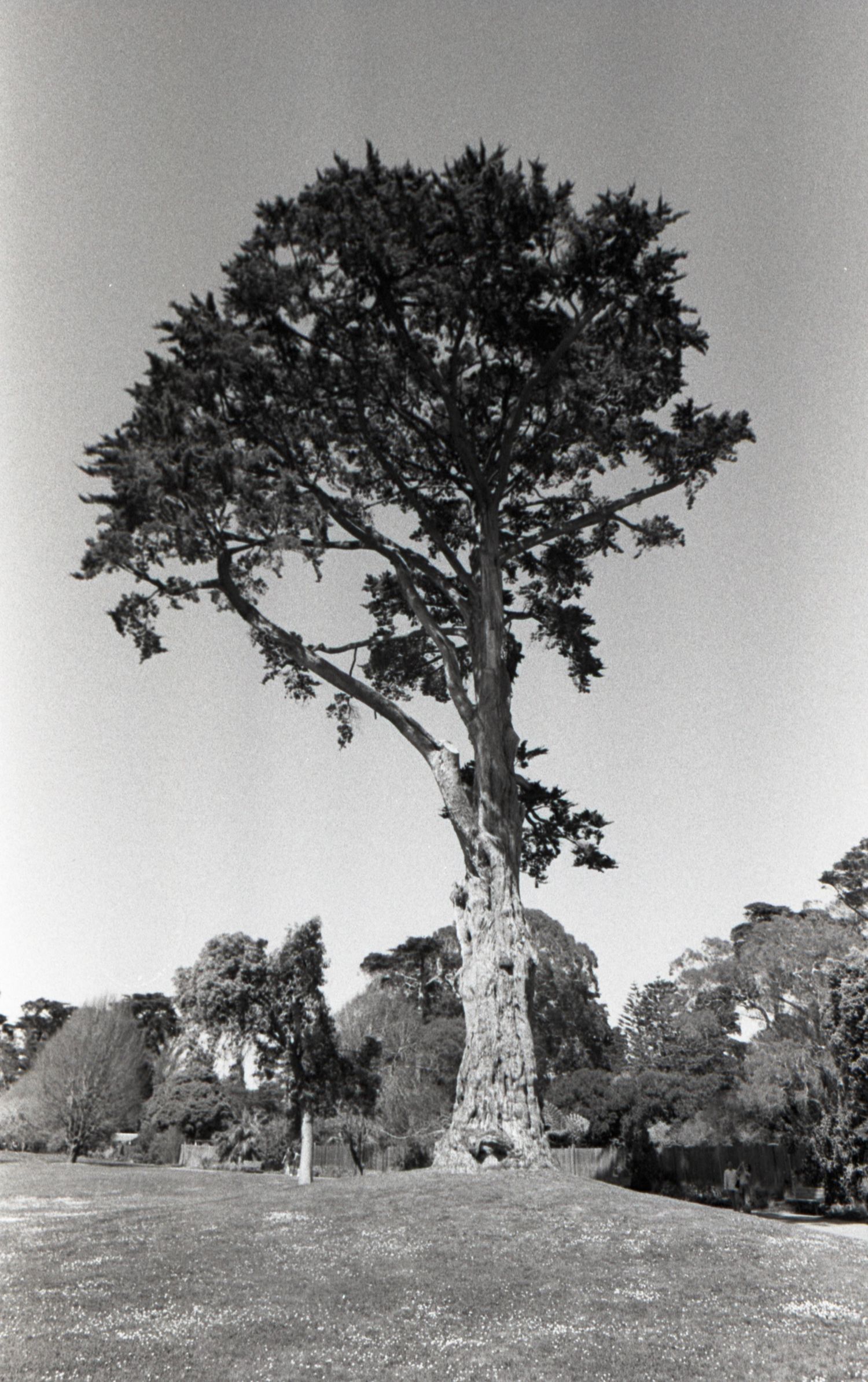 Black and white photo of a tall solitary tree standing against a clear sky in a park.