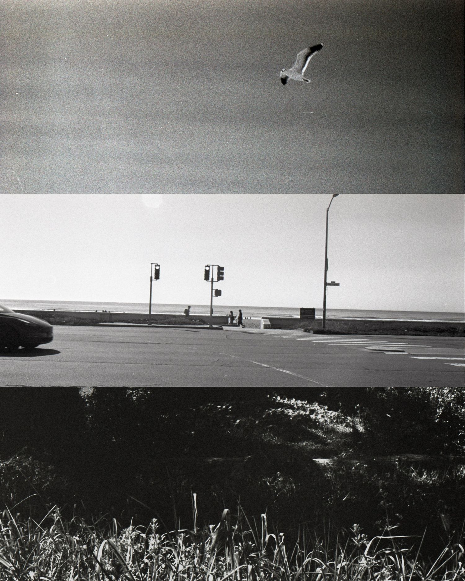 Black and white photo of a coastal intersection with a seagull flying overhead near the ocean.