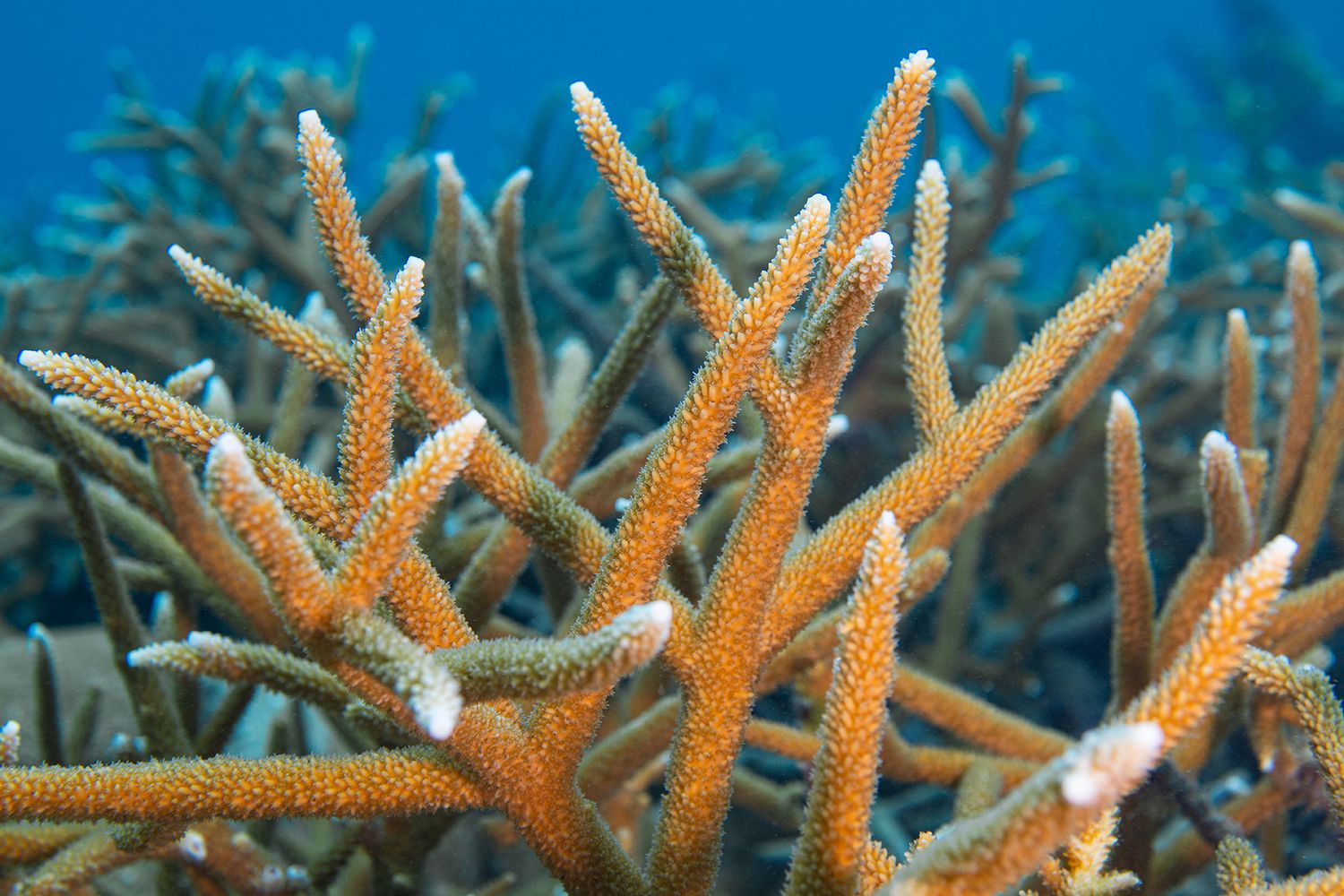 Close-up view of orange staghorn coral branches with white tips in clear blue underwater environment.