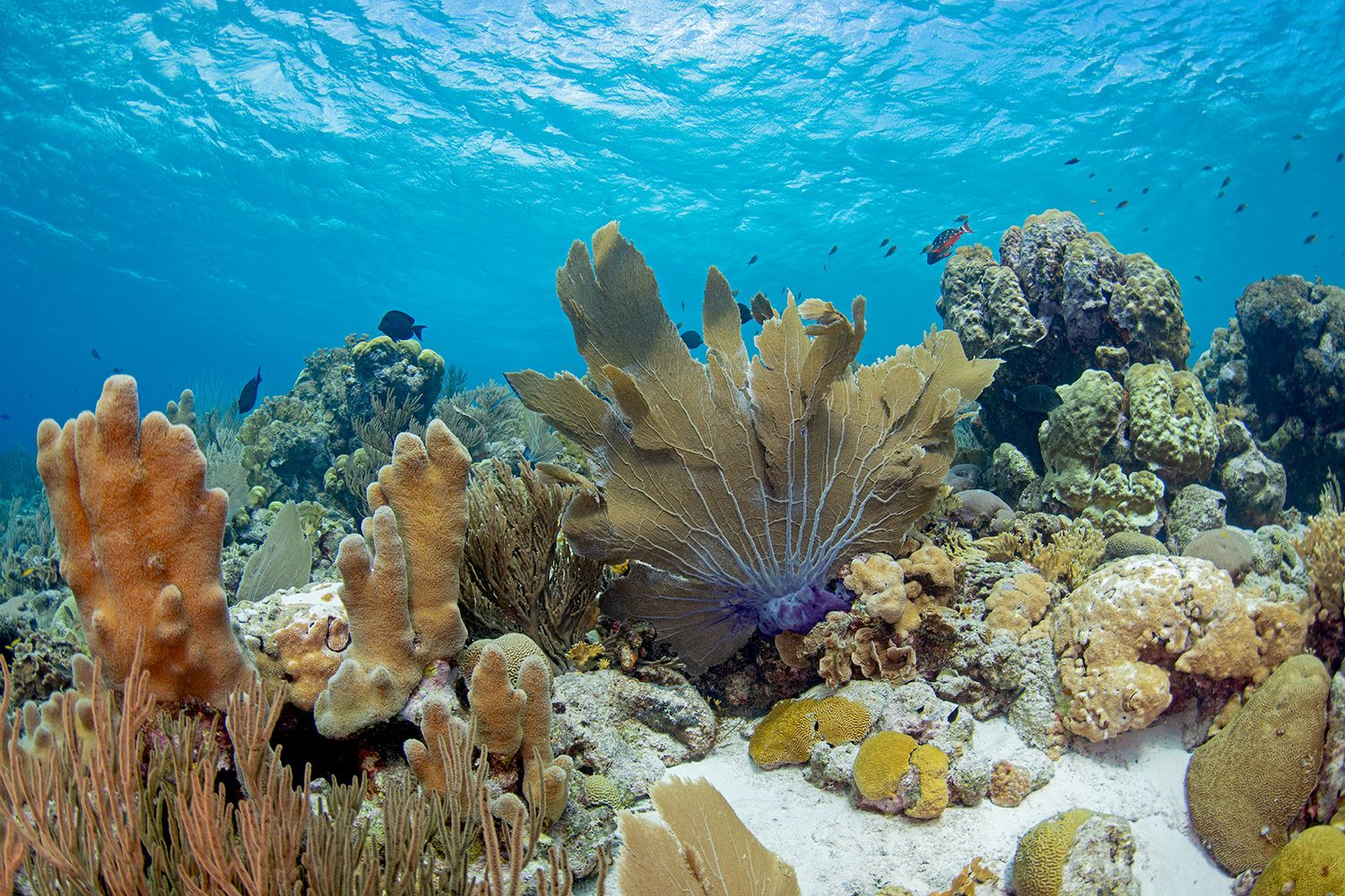 Panoramic view of colorful coral reef ecosystem with diverse marine life.