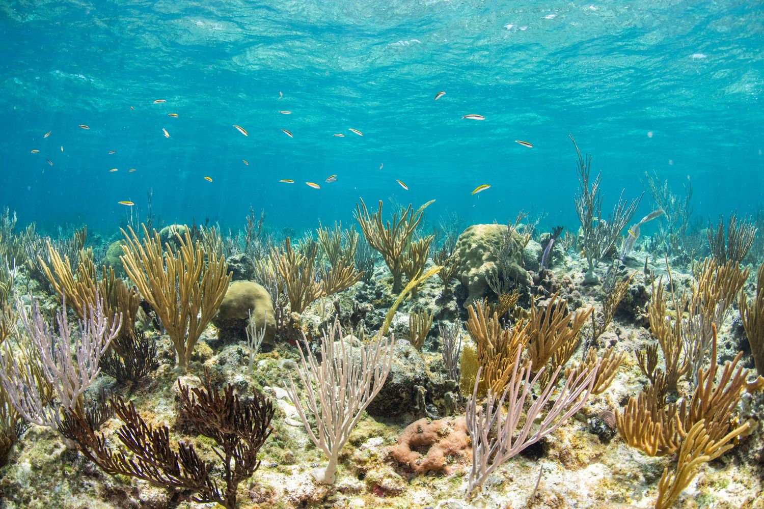 Panoramic view of coral reef habitat with golden sea fans and diverse marine life in turquoise waters.