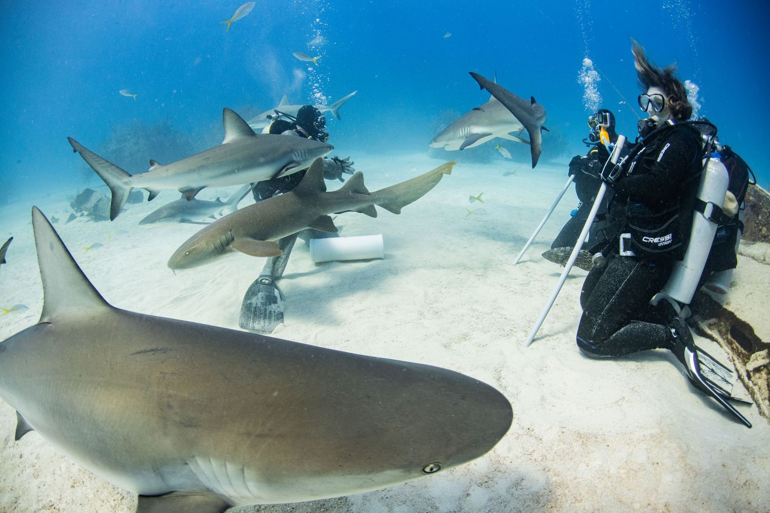 Scuba divers swim alongside majestic manta rays in clear blue tropical waters during an underwater encounter.