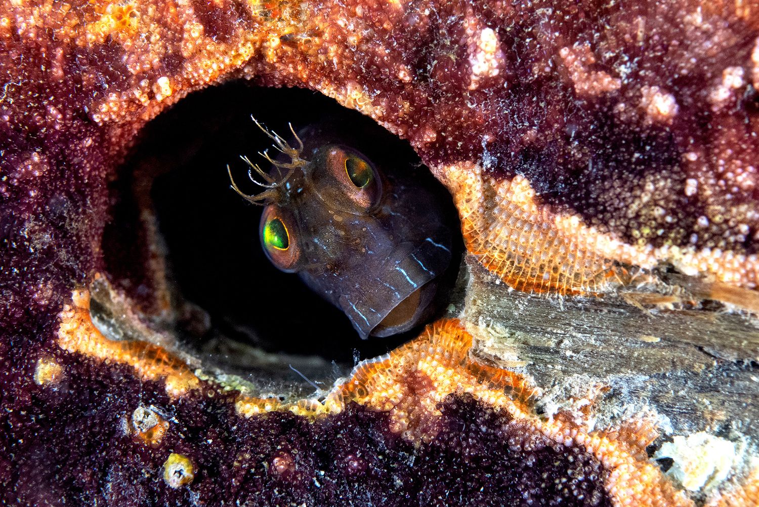 Close-up of a moray eel peeking out from a coral crevice with bright yellow eyes.