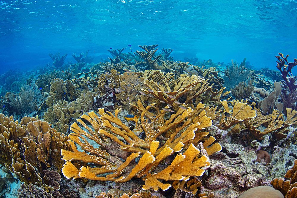 Underwater scene of golden elkhorn coral formations on Caribbean reef.