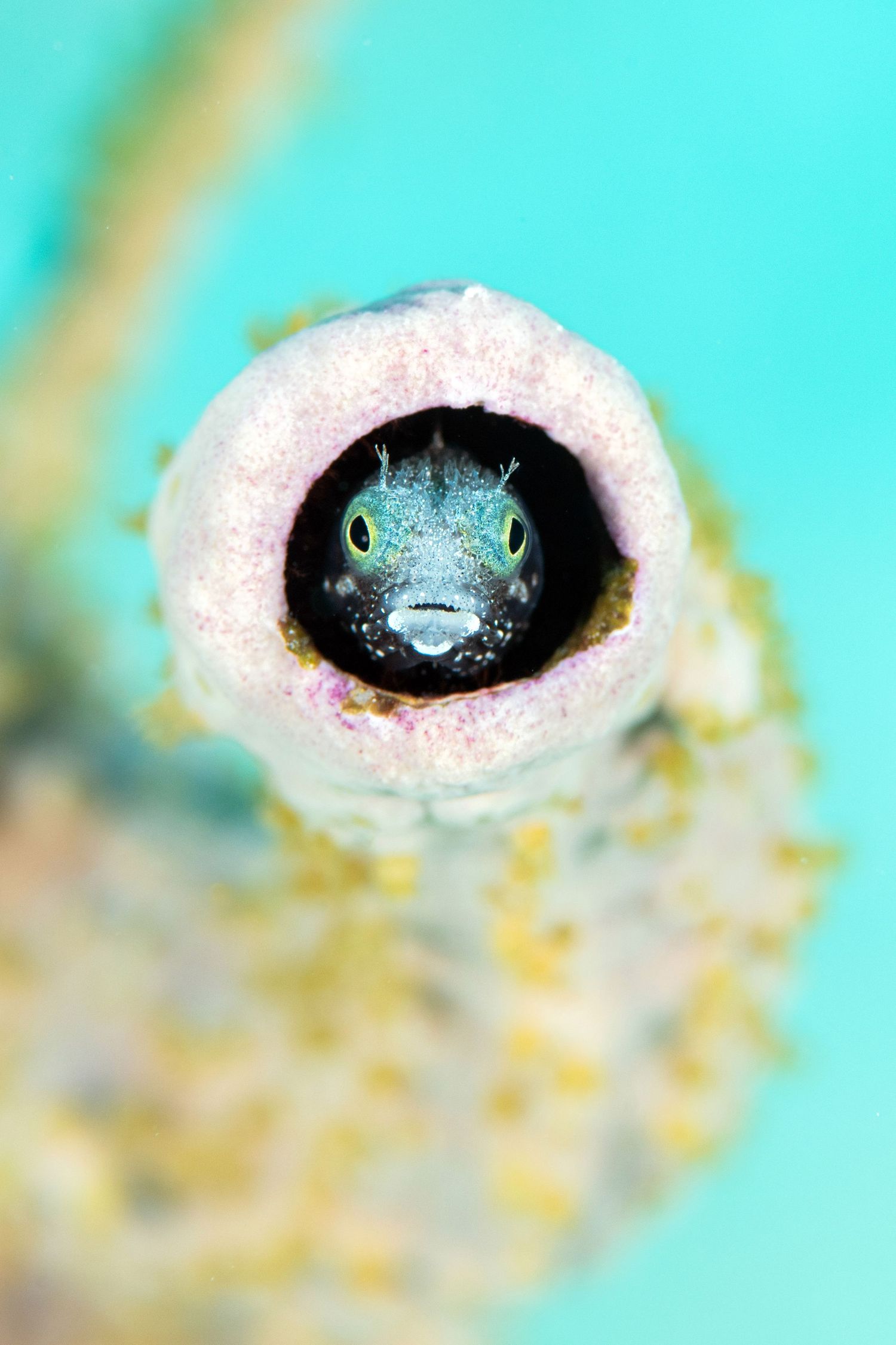 Extreme macro shot of a marine creature's eye against turquoise background.