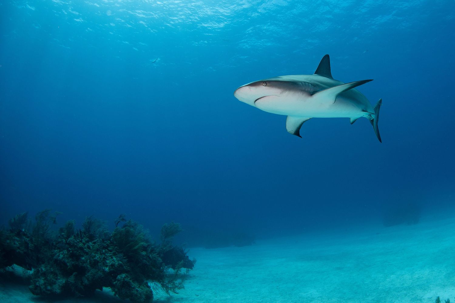 Caribbean reef sharks gliding through deep blue ocean waters.