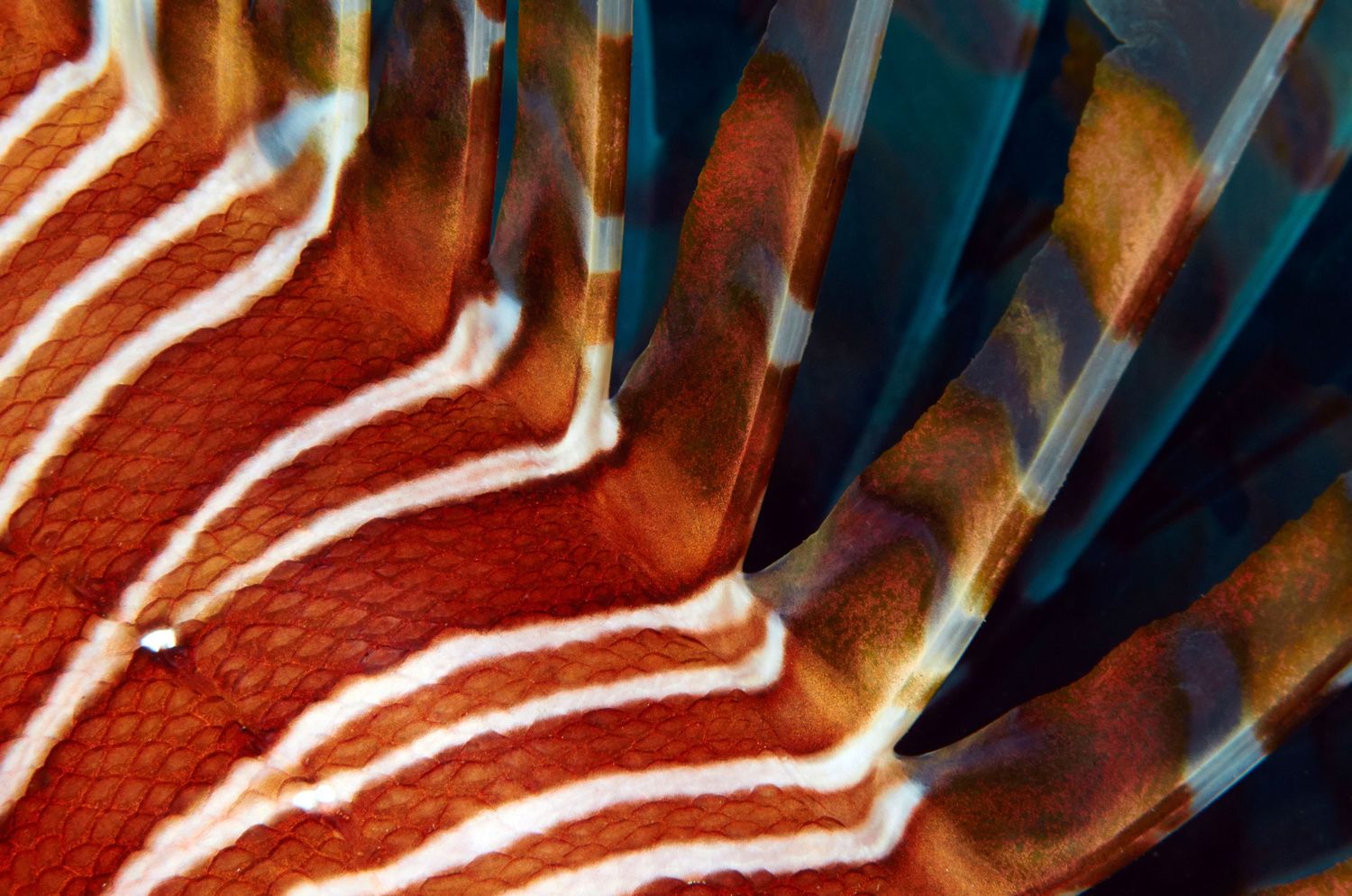 Abstract macro shot of red and white striped lionfish fins.
