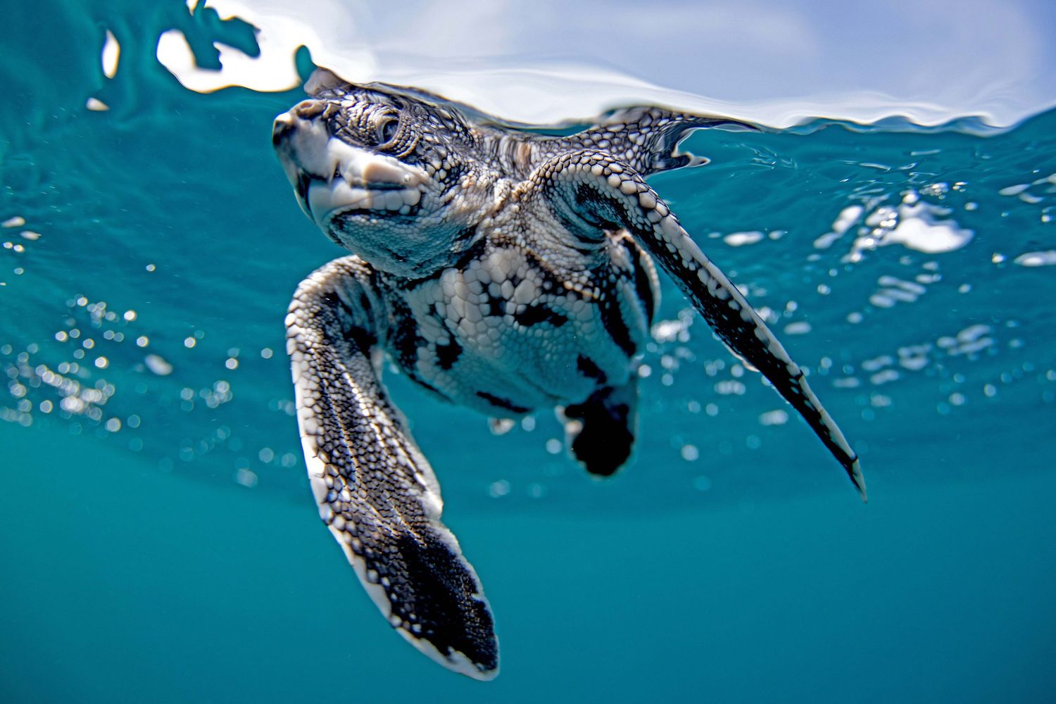 Seven underwater photos of sea turtles swimming gracefully through clear blue tropical waters.