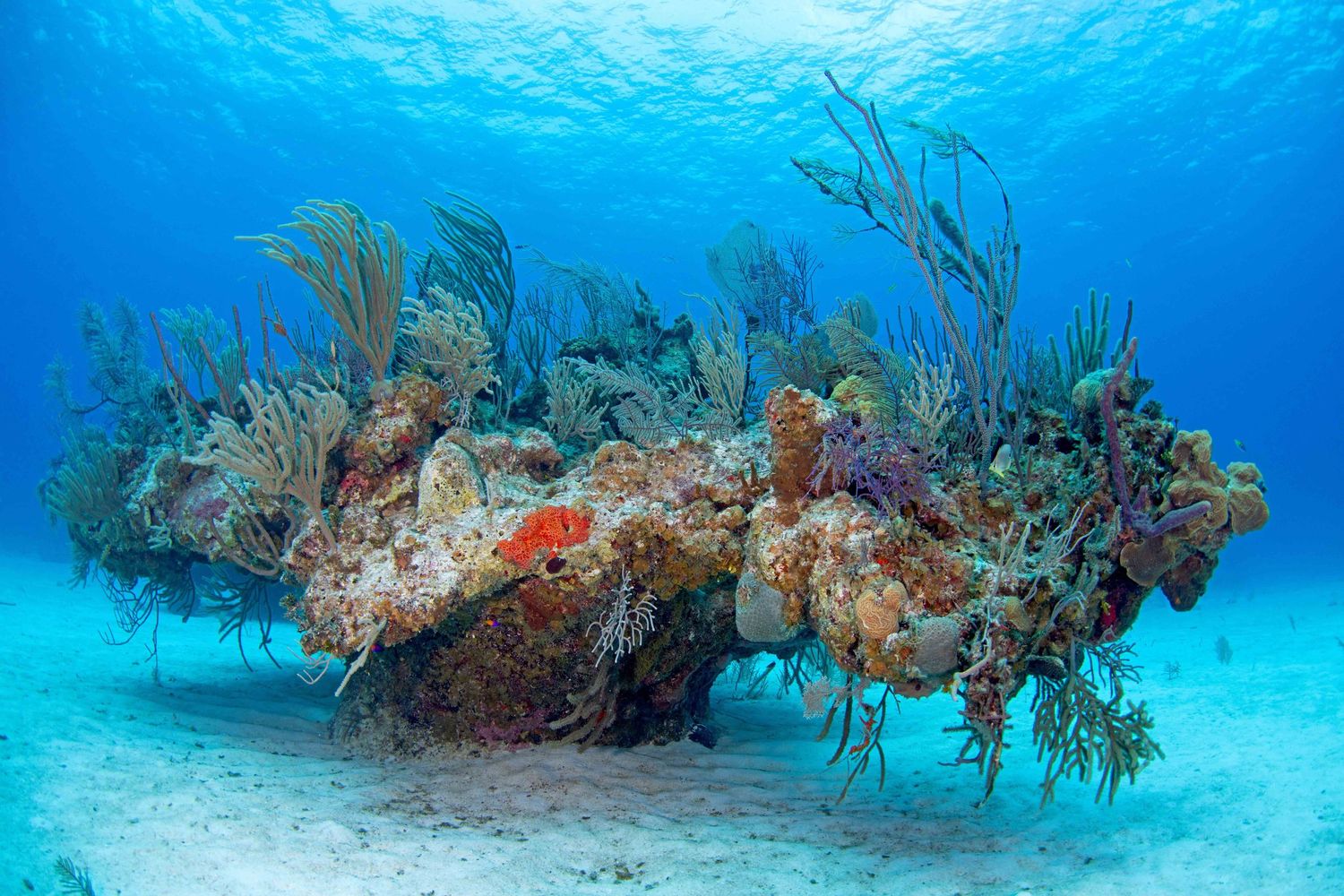A vibrant coral reef formation with soft corals and sea fans against bright blue waters on a sandy ocean floor.