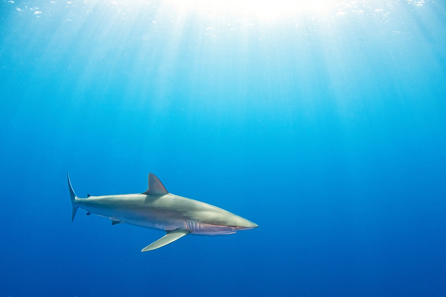 Silhouette of reef sharks swimming in deep blue ocean waters.