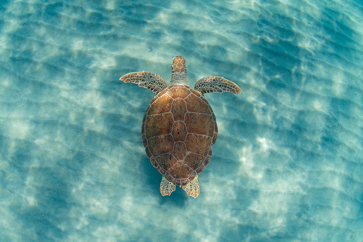 Green sea turtle swimming underwater with shell pattern visible against turquoise background.