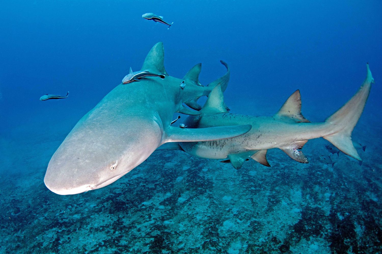 Group of sharks swimming near coral reef in clear blue ocean waters.