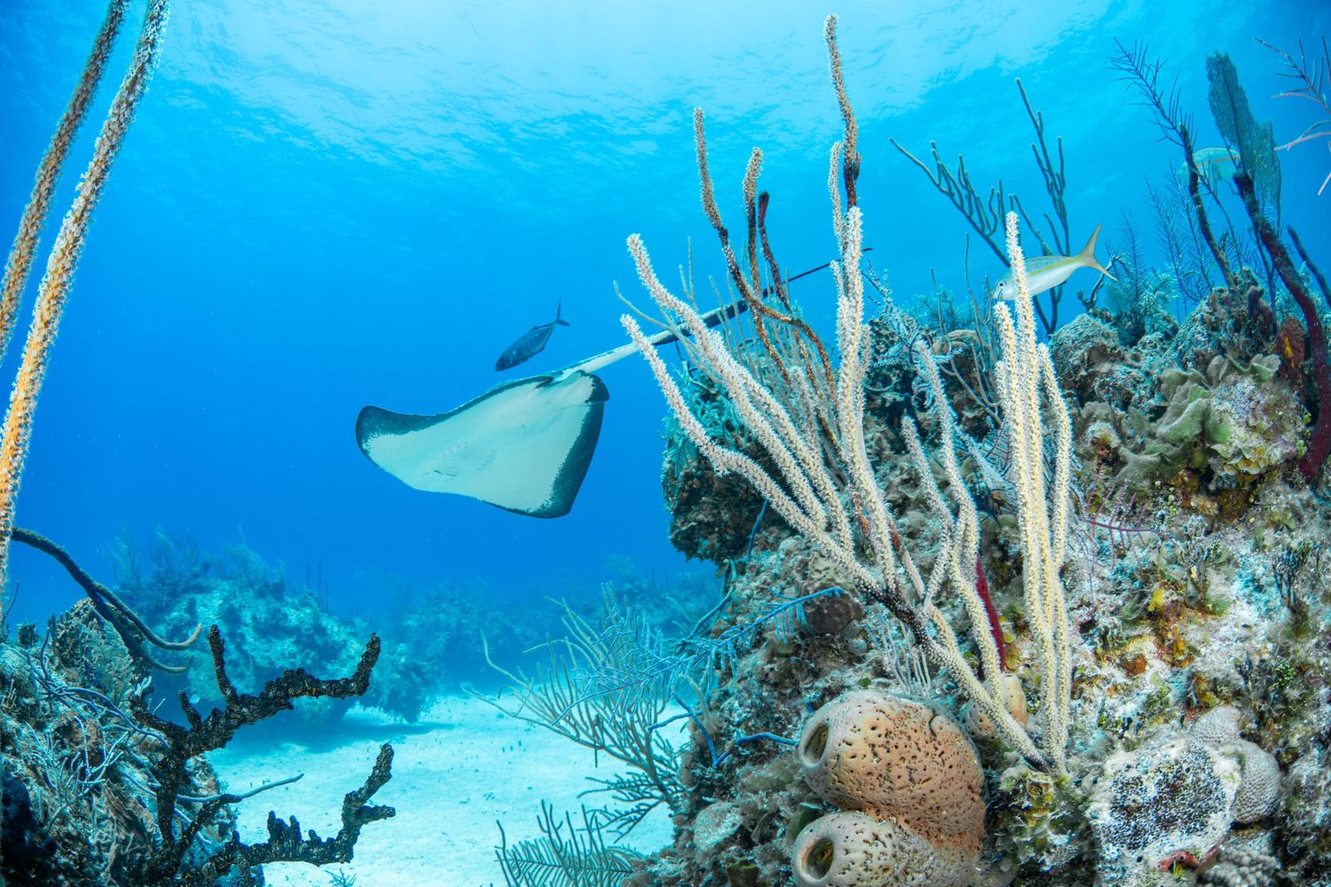 Underwater seascape featuring coral formations, sea fans, and tropical fish in vibrant blue ocean.