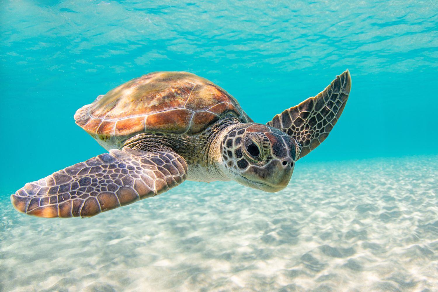 Green sea turtle swimming gracefully over white sandy ocean bottom.