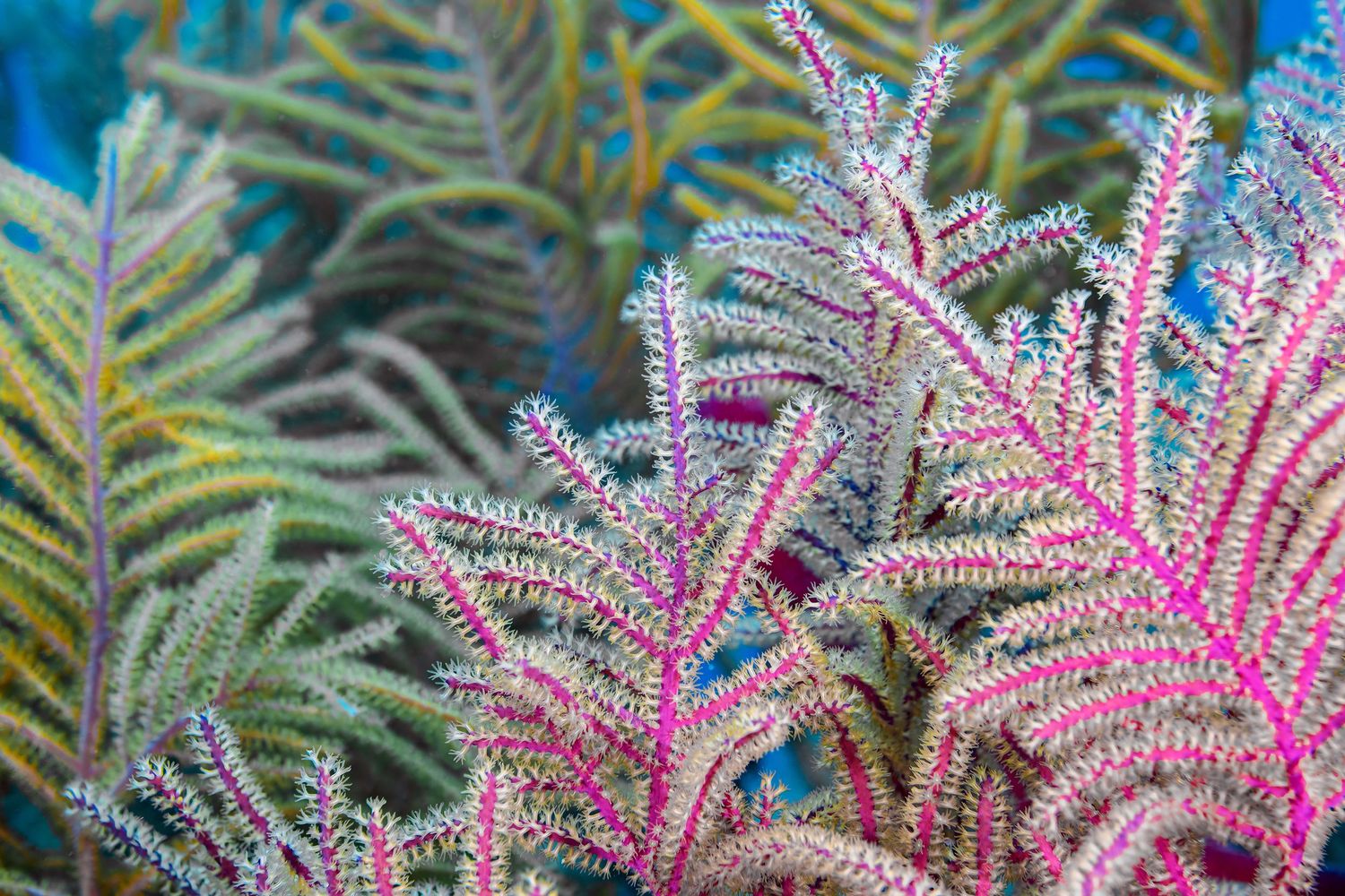 Close-up of vibrant pink and white astilbe flowers with delicate feathery plumes against green foliage background.