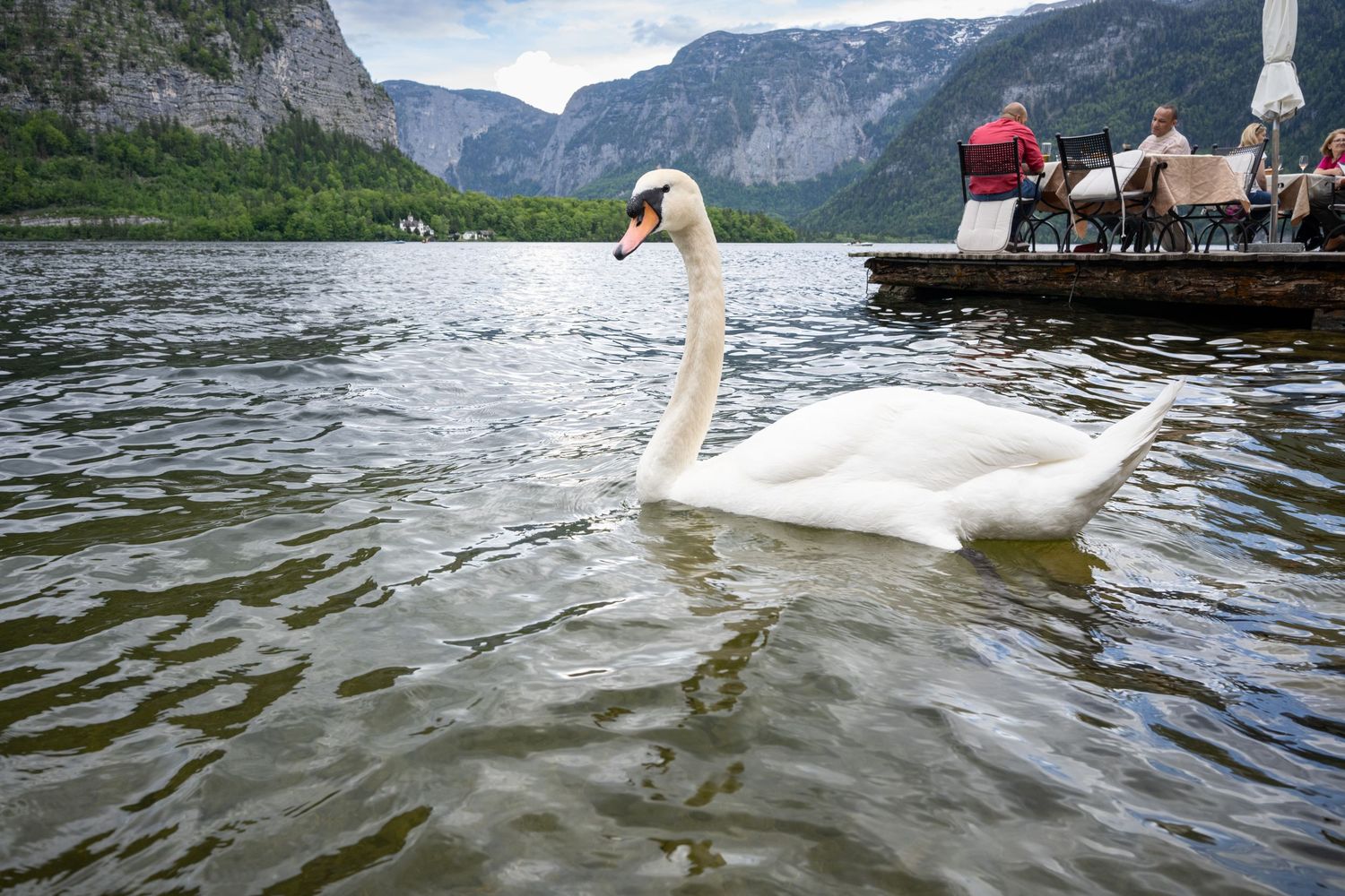 A majestic white swan glides through the waters of a mountain lake in Hallstatt, Austria with a dock in the background.