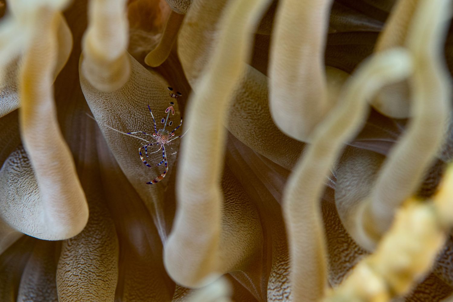 Macro close-up of wavy white coral polyps or anemone tentacles creating an abstract underwater pattern.