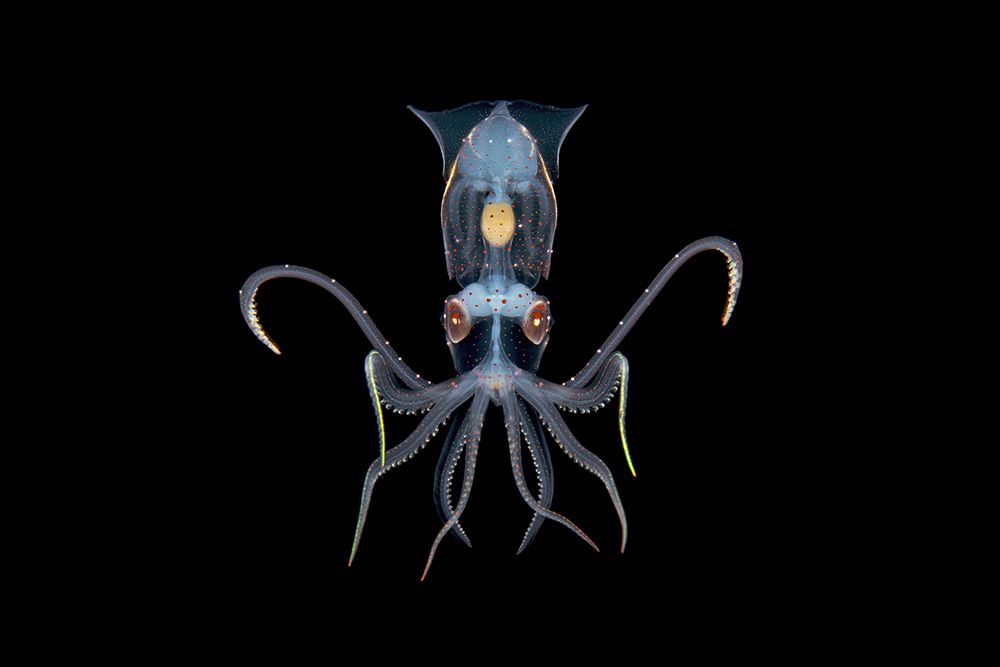 Translucent baby squid glowing against black background in deep ocean waters.
