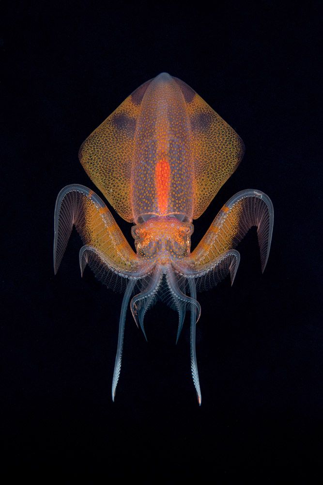 Translucent deep sea squid with glowing orange center illuminated against dark background.