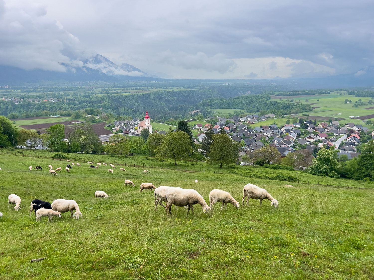 Sheep grazing on a green hillside overlooking a village with a white church and mountains in the background.