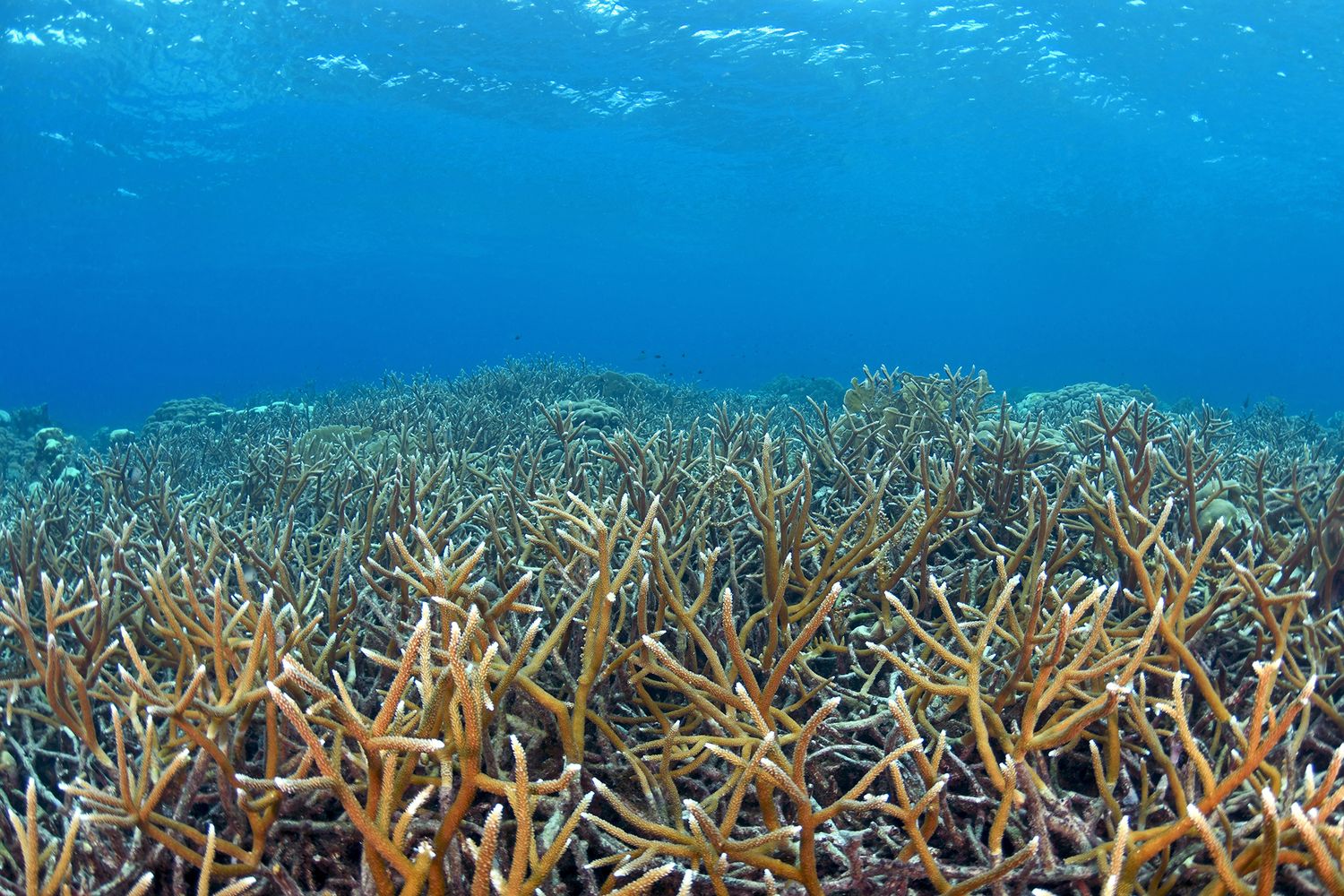 Vibrant staghorn coral reef stretches across crystal clear blue waters in a tropical marine ecosystem.