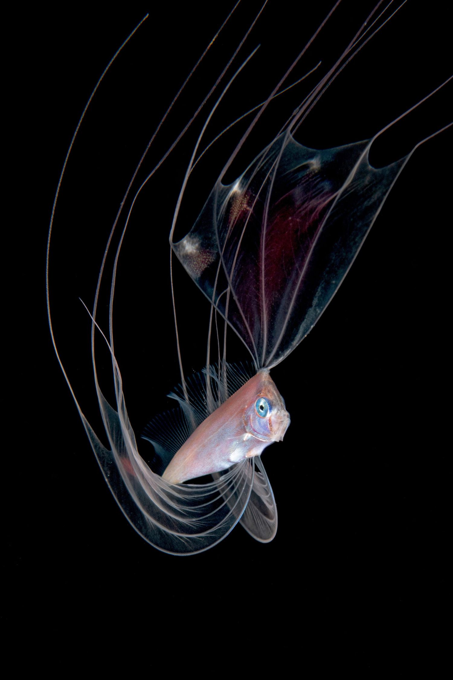Translucent jellyfish with delicate tentacles floating gracefully in dark waters.