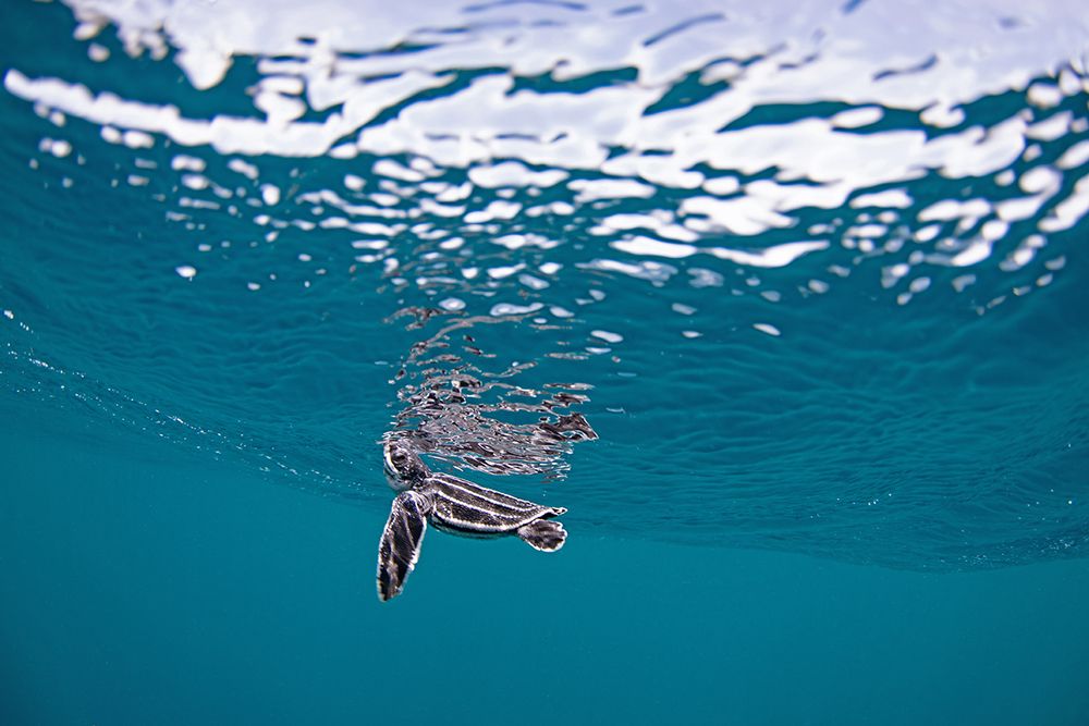 Sea turtle swimming gracefully in crystal clear turquoise waters of a tropical ocean.