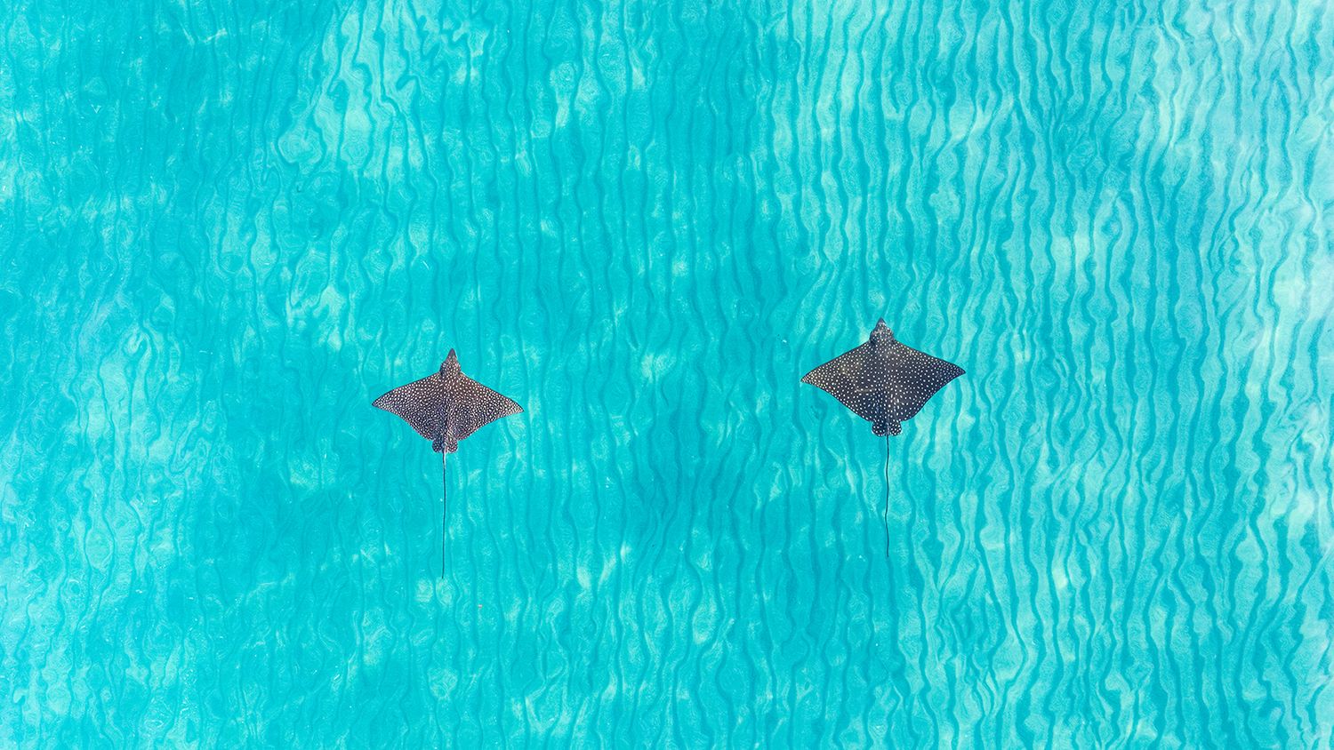 Eagle rays swimming in formation through crystal clear turquoise ocean waters.