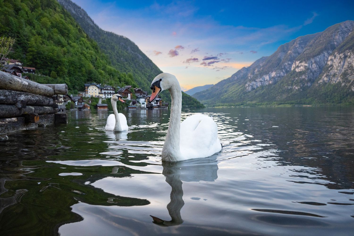 A majestic white swan glides across a serene mountain lake surrounded by towering peaks and lush forests.