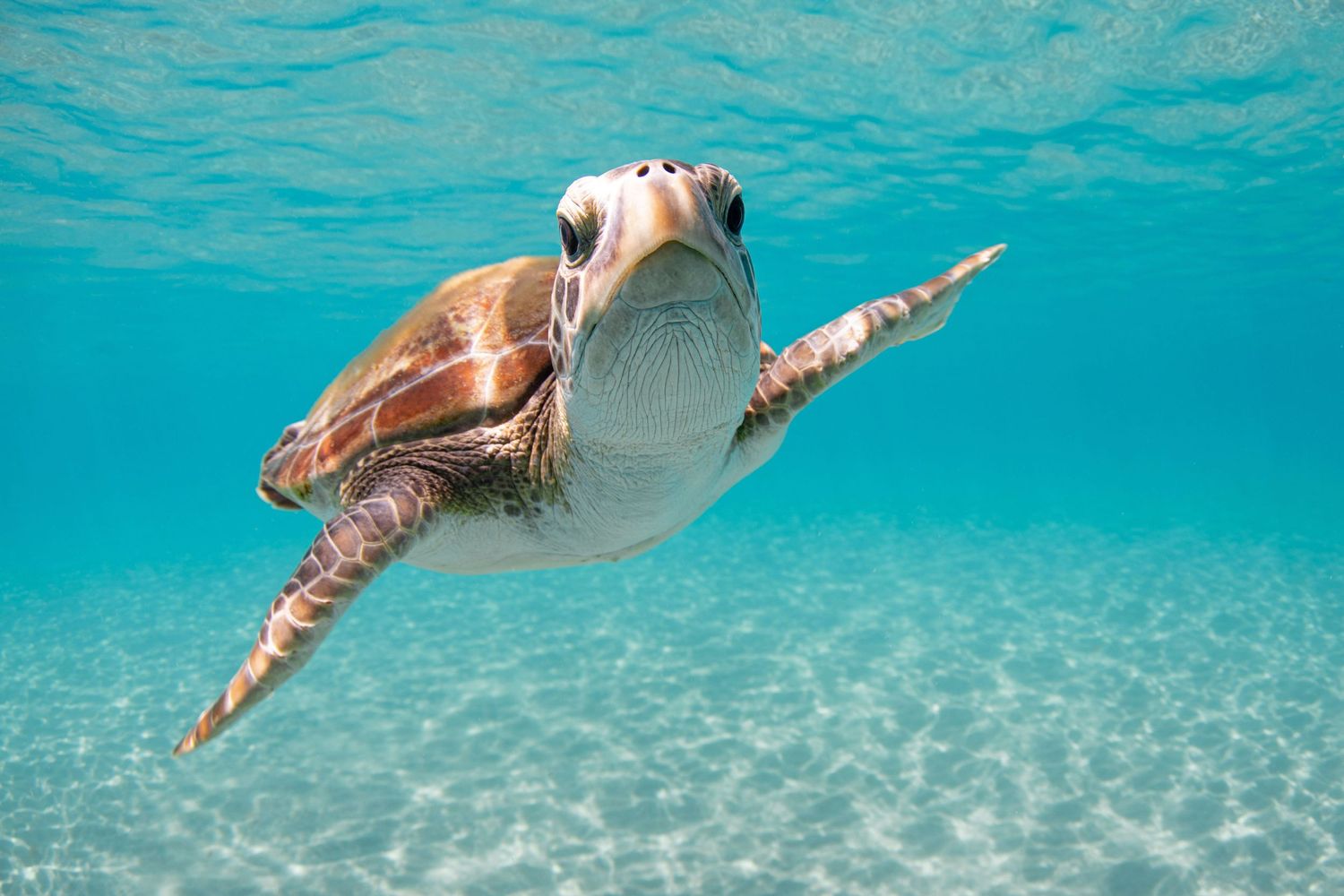 Sea turtle gliding through vibrant blue waters with sunlight filtering from above.