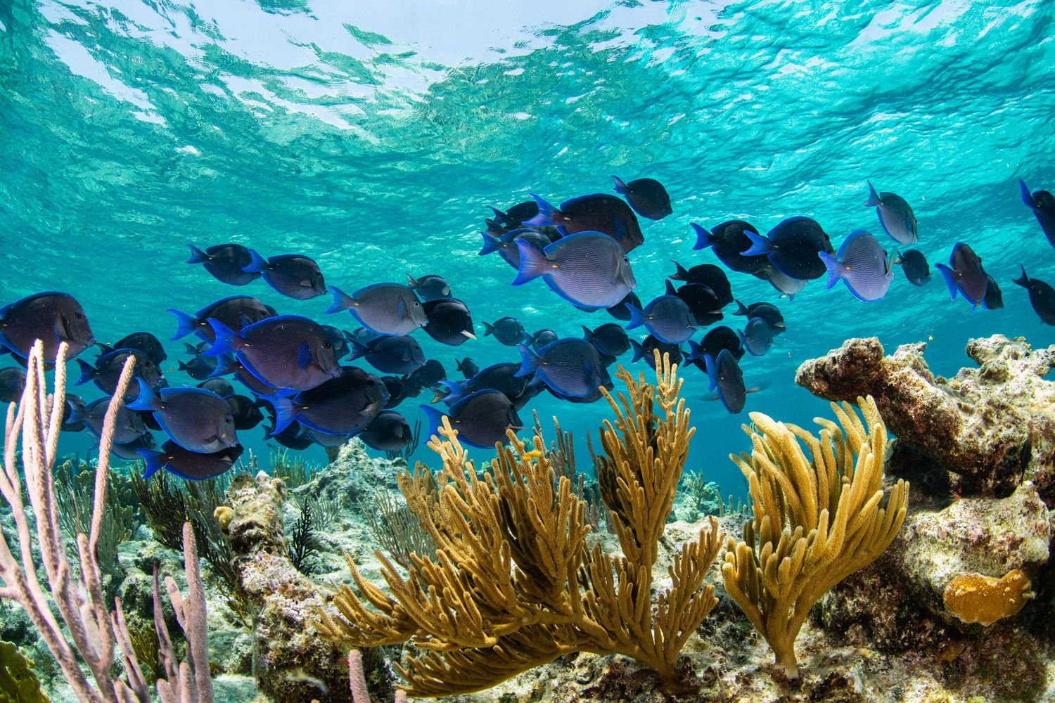 School of blue tang fish swimming above vibrant coral reef with sea fans.