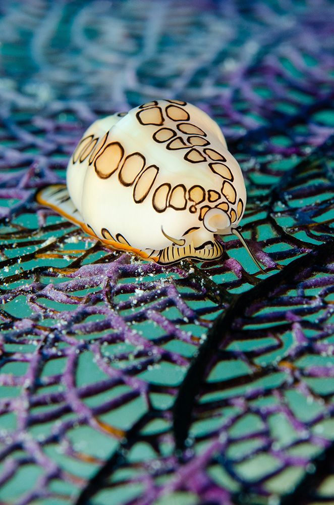 Close-up of a white cowrie shell with intricate brown patterns on iridescent background.