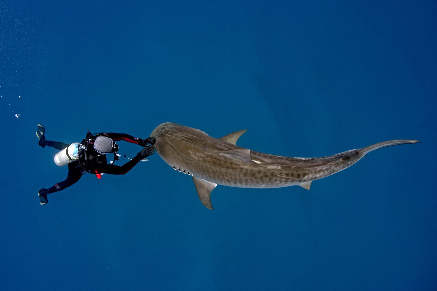 A scuba diver swims alongside a majestic whale shark in deep blue ocean waters.