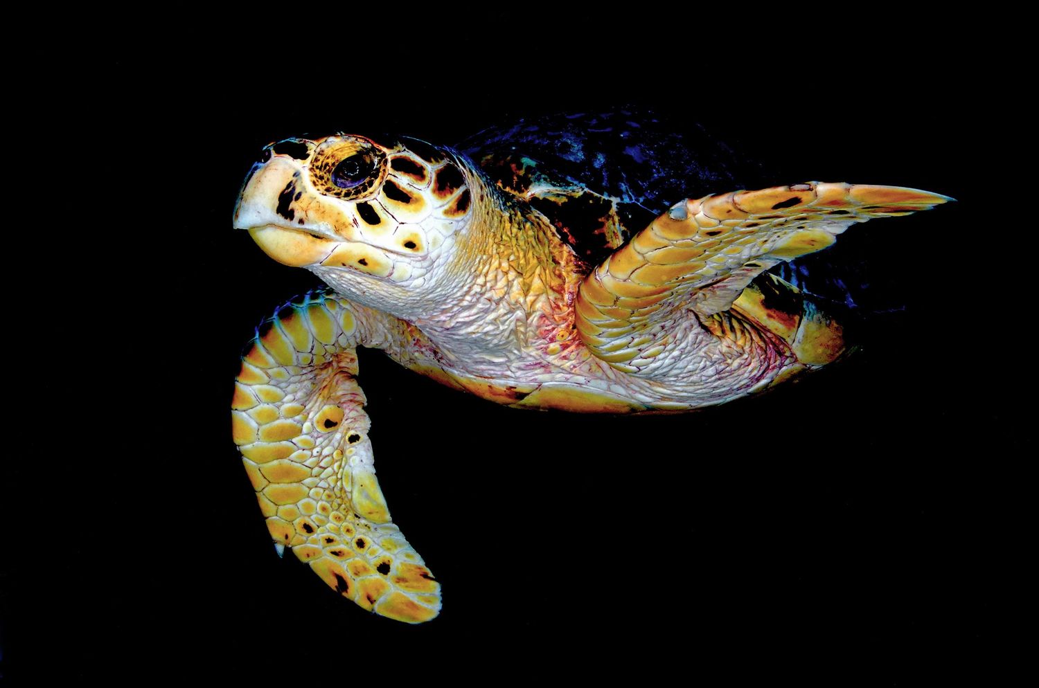 Six golden-colored pufferfish specimens arranged horizontally showing different angles and positions against a black background.