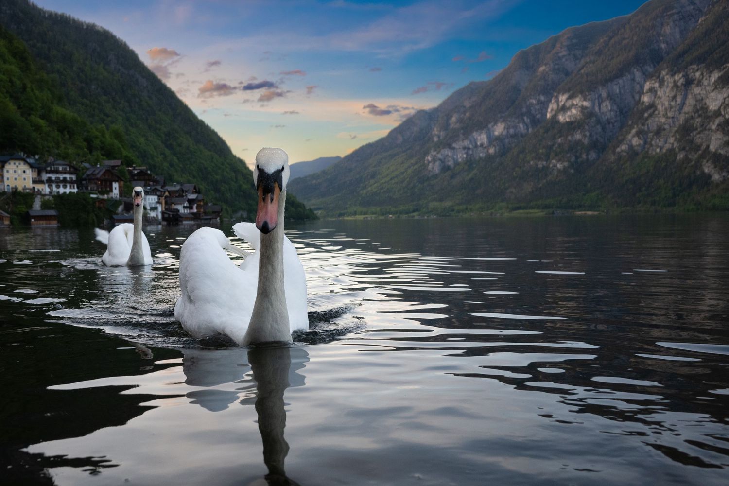 A majestic white swan glides across a serene mountain lake surrounded by steep cliffs and forested peaks at sunset.