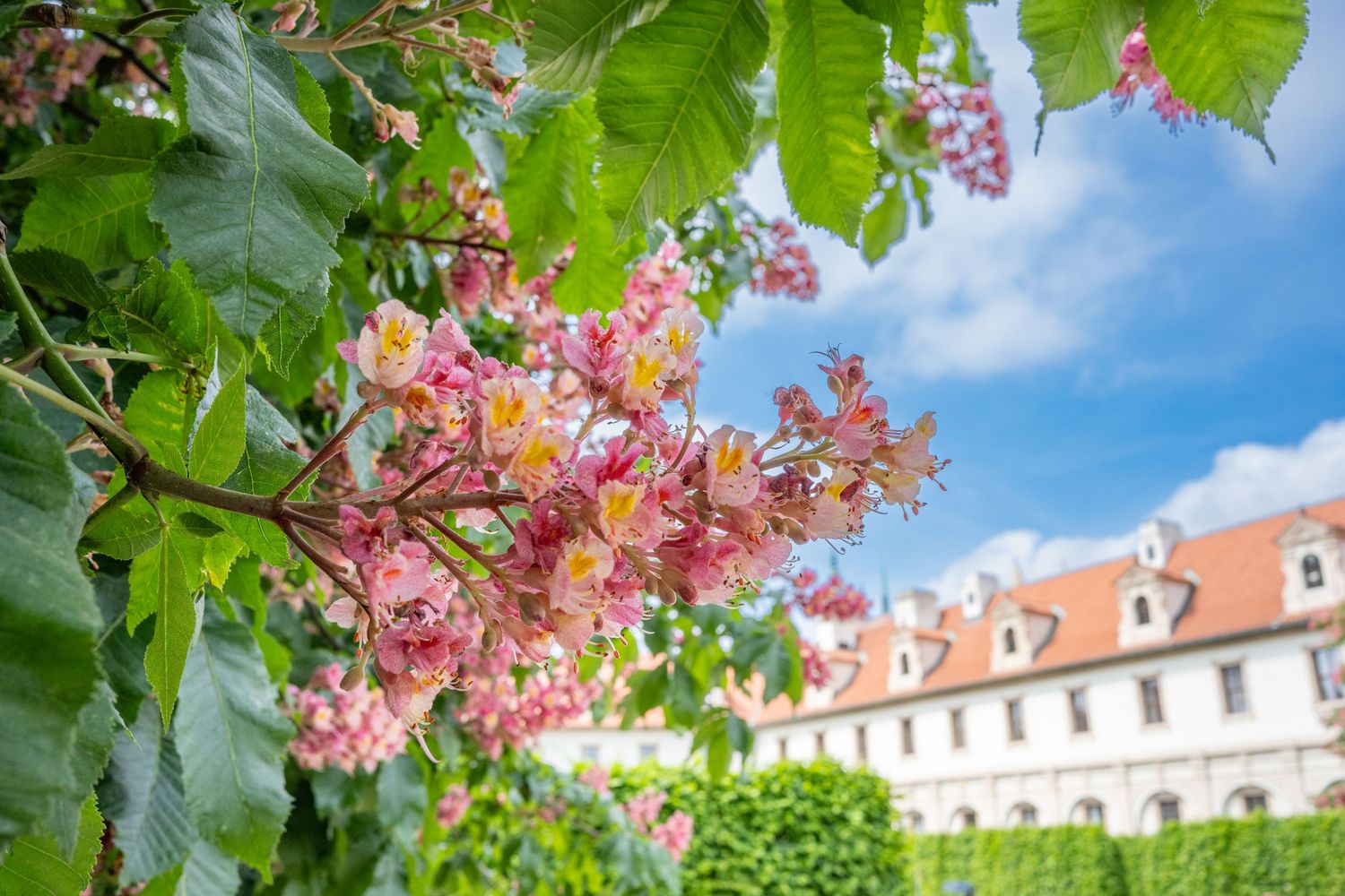 Pink chestnut blossoms frame a view of a historic white building with dormer windows against a blue sky.