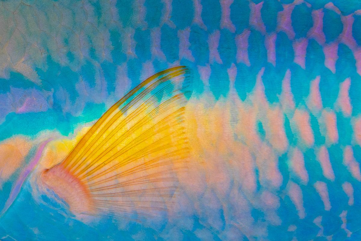 Vibrant close-up pattern of colorful parrotfish scales with blue and yellow hues.
