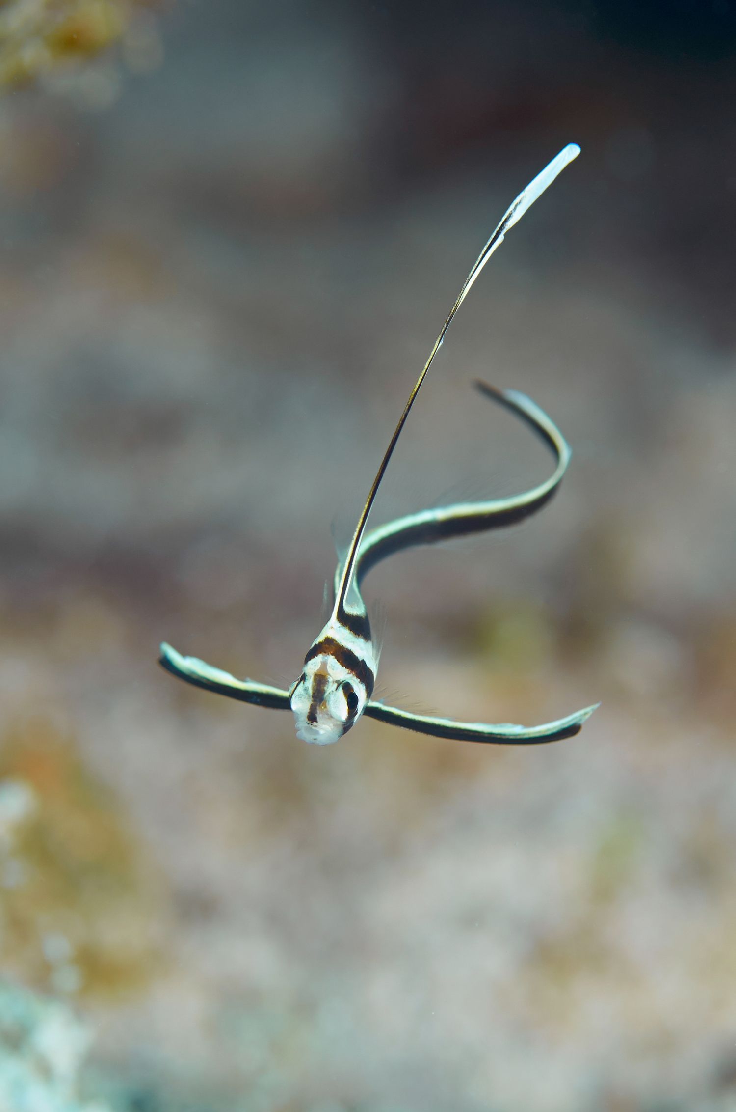 Elegant garden eel emerging from seafloor with curved body against blurred background.