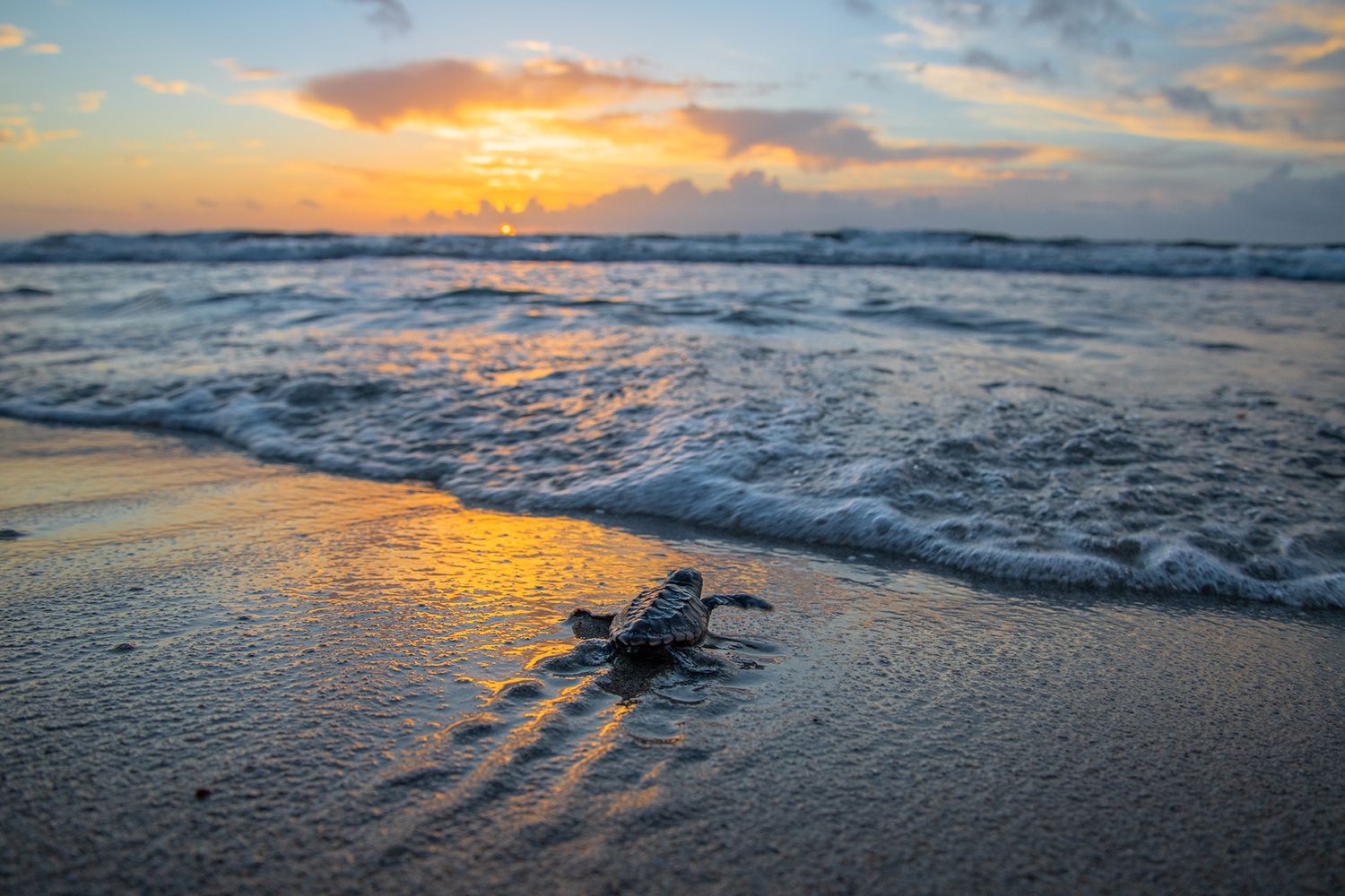 Dramatic ocean sunset with waves rolling onto beach during golden hour.