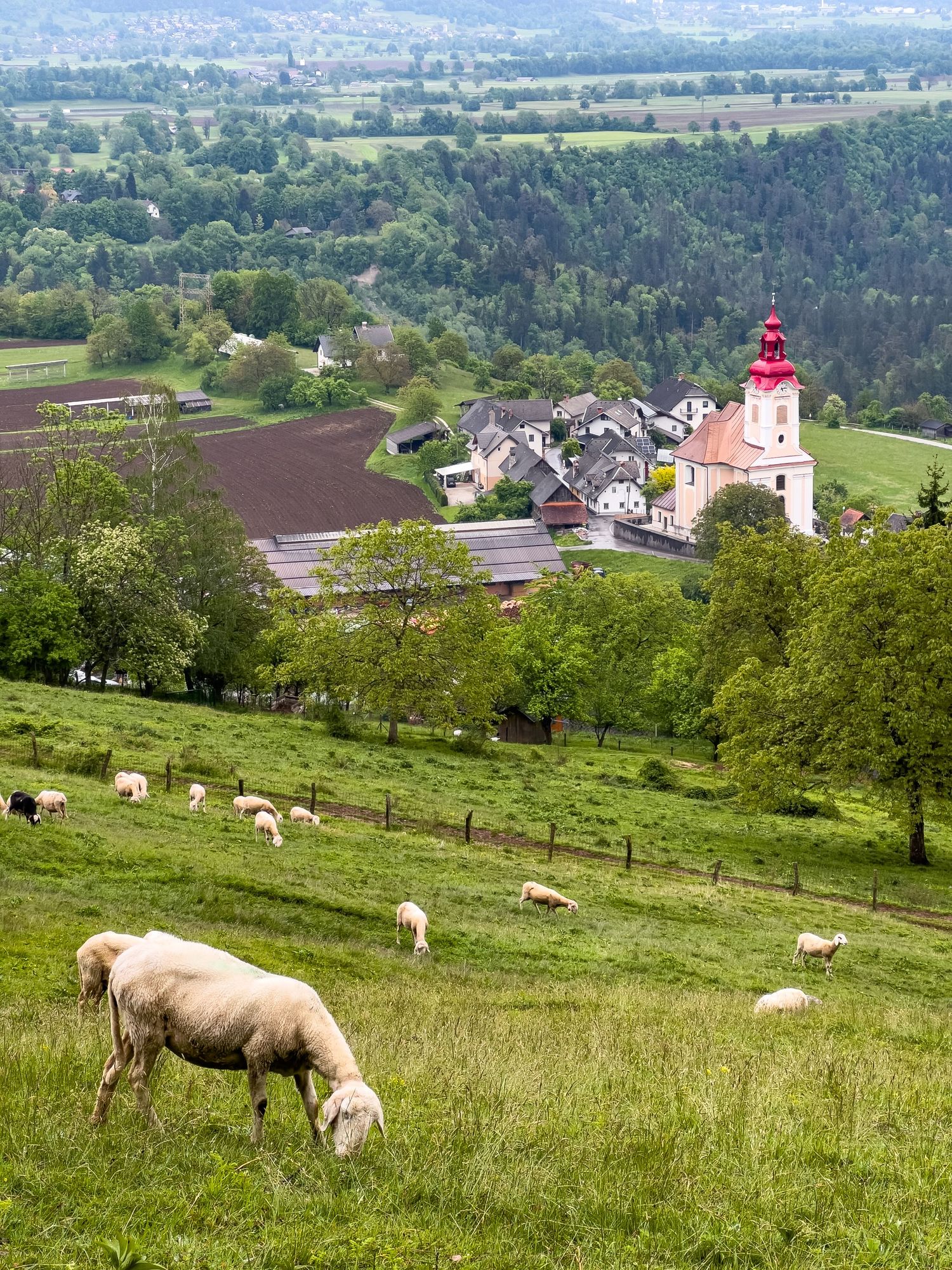 Sheep grazing on a green hillside pasture with a scenic view of a church steeple and rural landscape in the background.