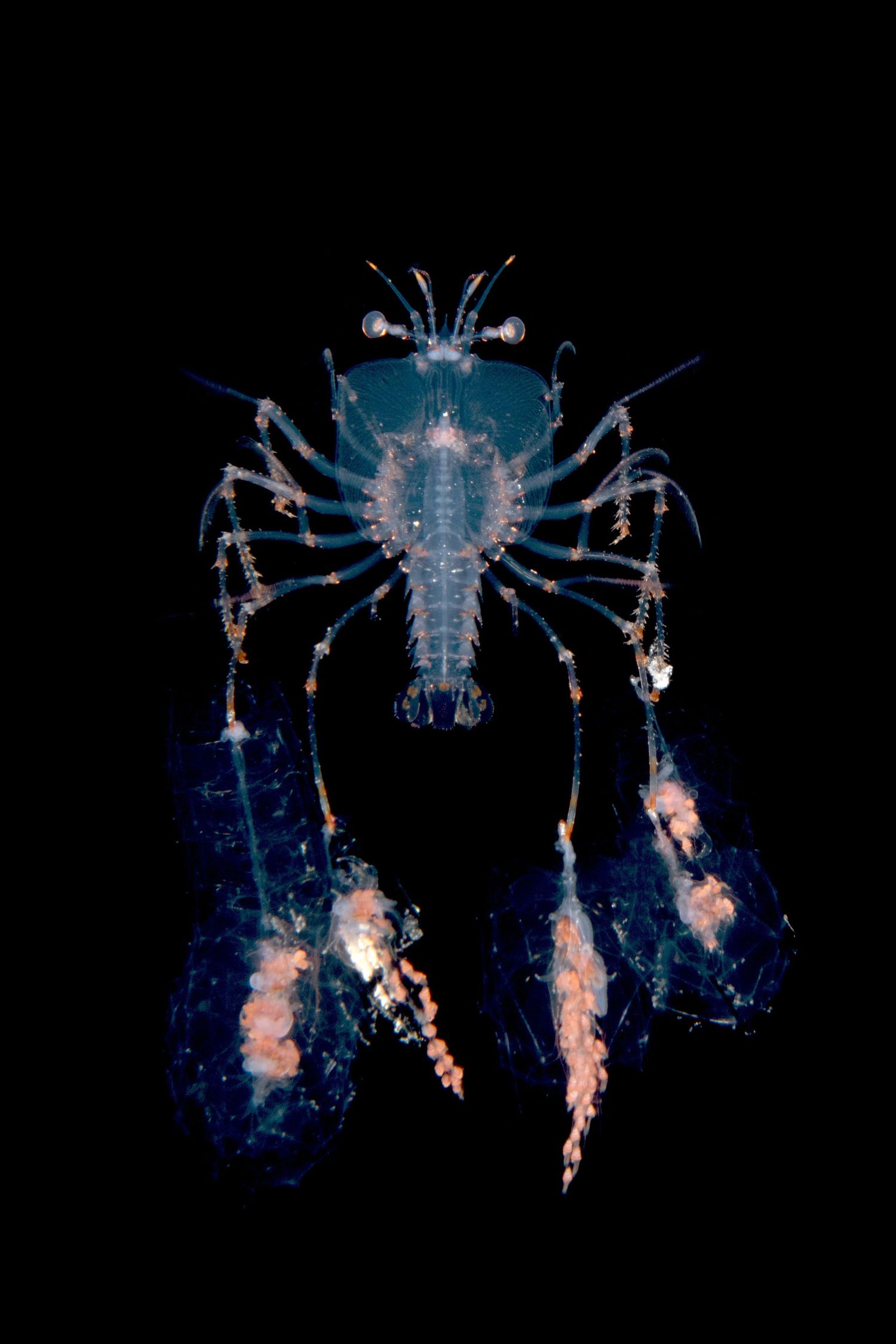 Bioluminescent deep sea crab glowing in dark ocean waters.