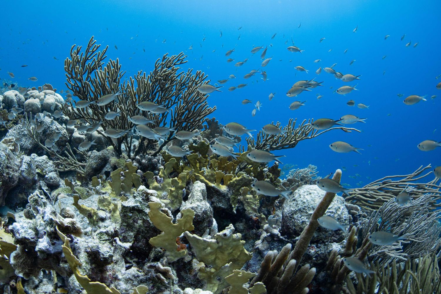 A school of tropical fish swimming near vibrant coral reefs in crystal clear blue ocean waters.
