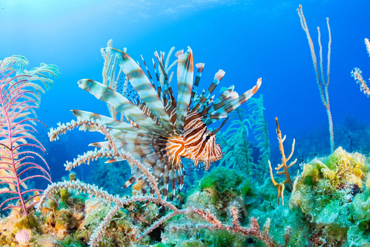 Colorful Caribbean coral reef with tropical fish, sea fans, and diverse marine life in blue waters.